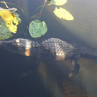 American Alligator