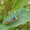 Yellow and black assassin bug