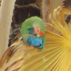 Rosy-faced Lovebird