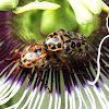 Spotted Flower Chafers
