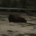 Bison