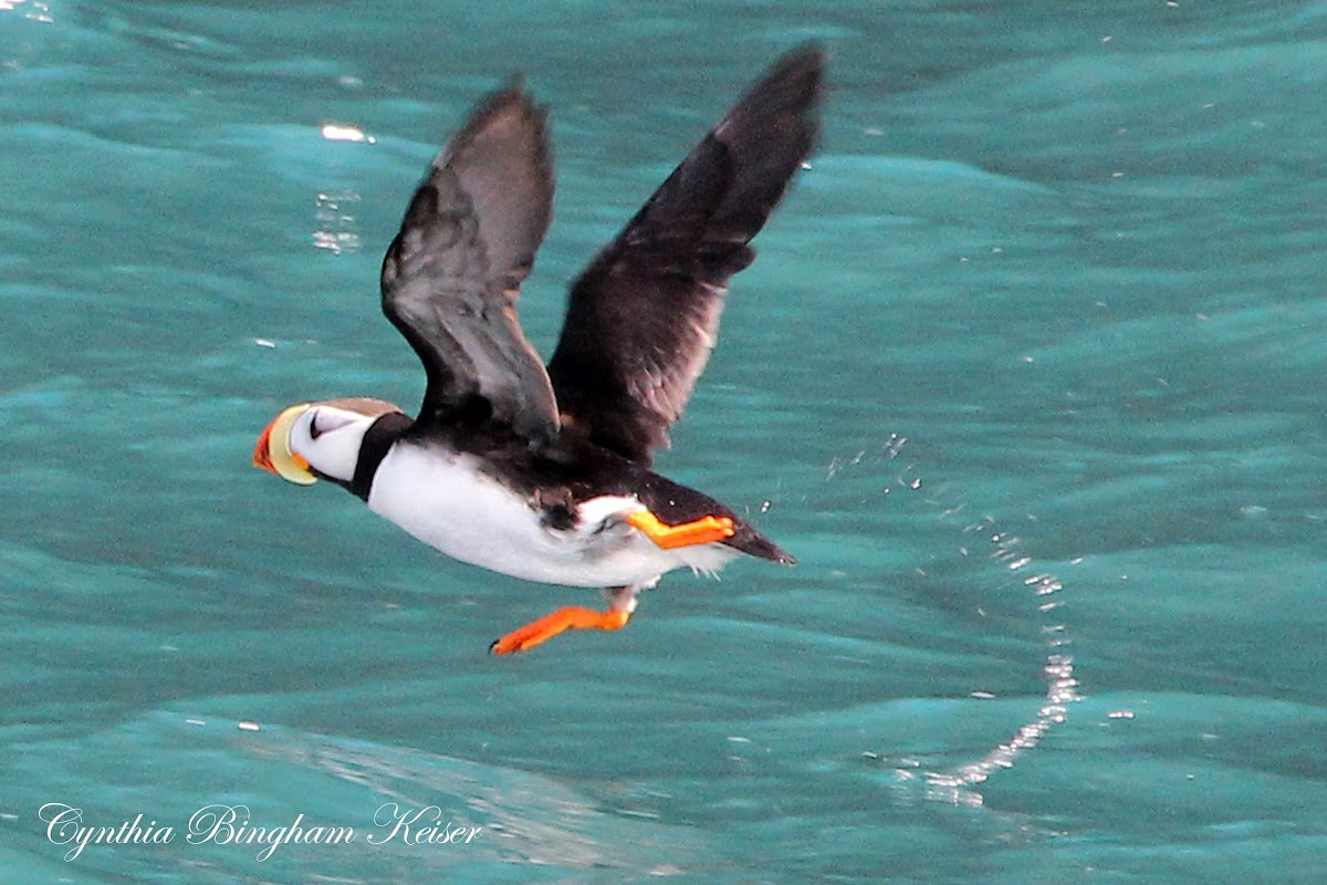 Horned Puffin