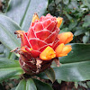 Costus