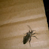 Helmeted Squash Bug 