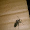 Helmeted Squash Bug 