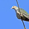 Green Imperial Pigeon