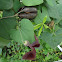Andalusian Dutchman's Pipe