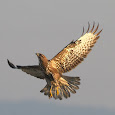 Hawks of British Columbia