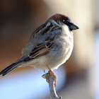 House Sparrow