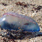 Man O' War Jellyfish
