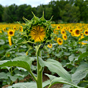 by Becky Holmes - Flowers Flowers in the Wild