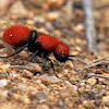 Red-haired Velvet Ant