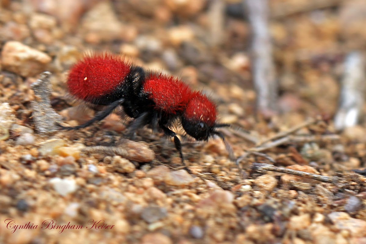 Red-haired Velvet Ant