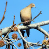 Mourning Dove