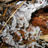 Coral Slime Mold