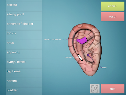 Drag&Drop Reflexology (ears)(圖2)-速報App