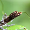 Common Forest Anole