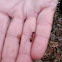 Black Carpender Ant