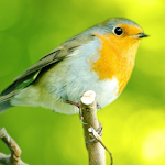 Birds Songs and Calls Apk