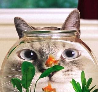 [最も欲しかった] おもしろ猫 壁紙 226317
