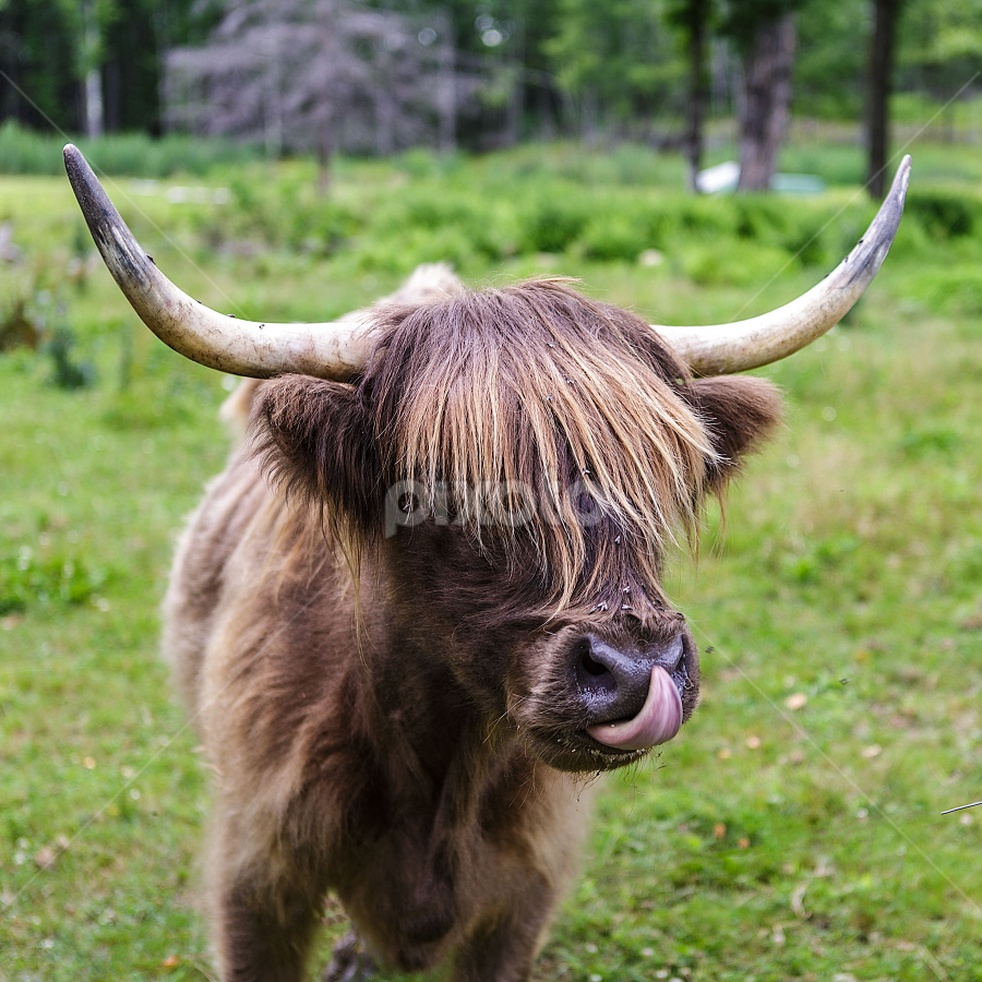 Rocco The Bull by Flavio Mini - Animals Other Mammals