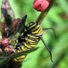 Monarch Butterfly Caterpillar