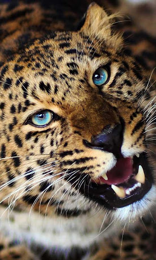 Leopard Jungle live wallpaper