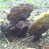 velvet-top fungus