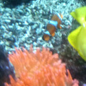 Clownfish - pesce pagliacio