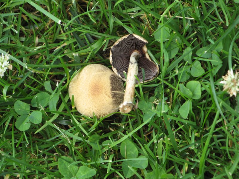 velvety psathyrella (Psathyrella velutina) showing spore print color on cap!