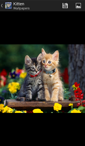 【免費個人化App】Kittens - HD Wallpapers-APP點子