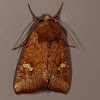 American Ear Moth