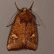 American Ear Moth