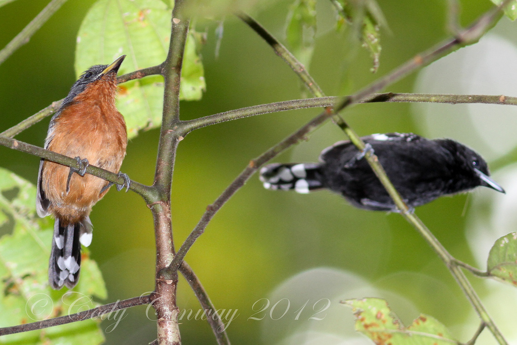 Dot-winged Antwren