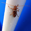 Ivory marked longhorn beetle