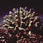 Cauliflower Coral Head