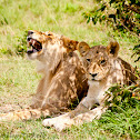 African lionesses