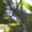 golden silk orb-weavers