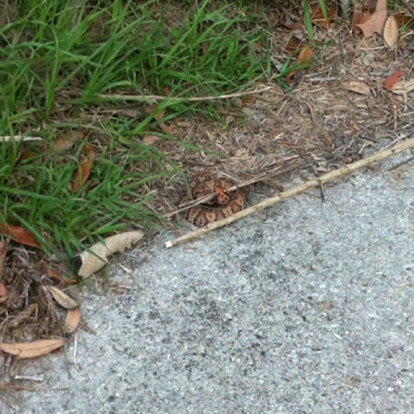 Juvenile Cottonmouth Project Noah