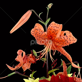Tiger Lily by नवीन जोशी - Flowers Flower Arangements