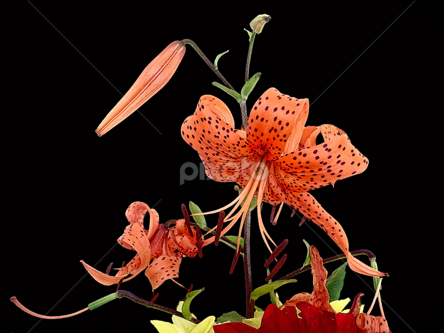 Tiger Lily by नवीन जोशी - Flowers Flower Arangements