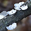 white rot fungus