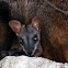 BRUSH-TAILED ROCK WALLABY