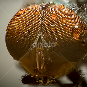 Fly Head by Youssef Elboukhari - Animals Insects & Spiders