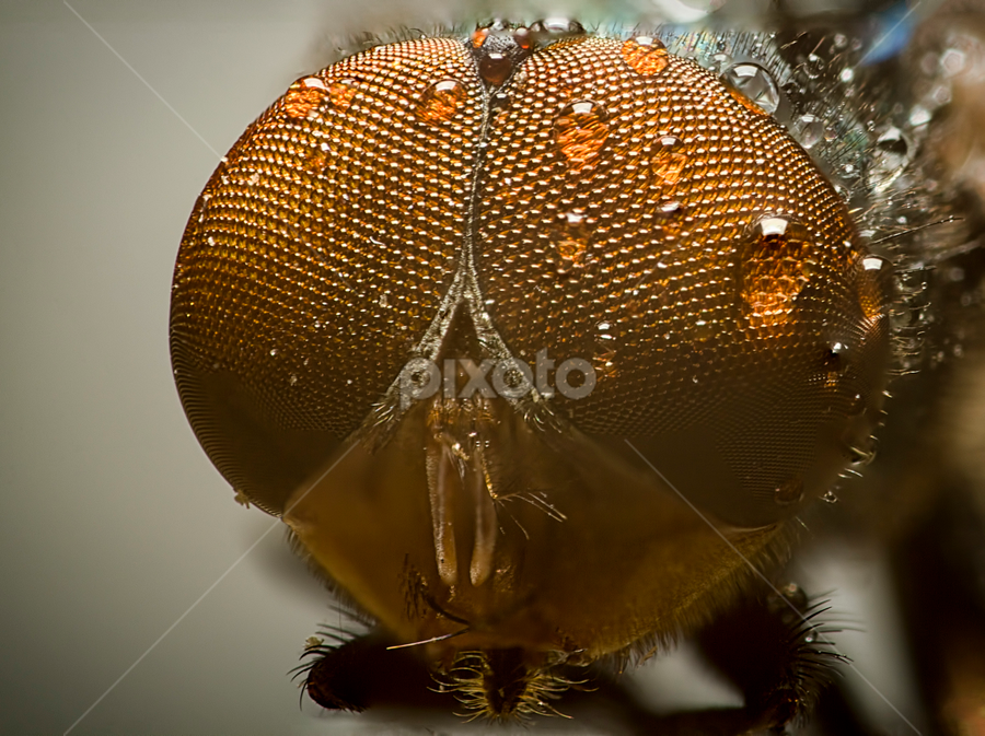 Fly Head by Youssef Elboukhari - Animals Insects & Spiders