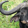 Savanna buffalo and Oxpecker