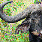 Savanna buffalo and Oxpecker
