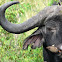 Savanna buffalo and Oxpecker