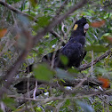 Yellow-tailed Black Cockatoo