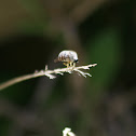 Tangle-veined Fly